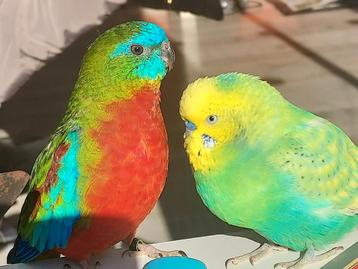 2 schatjes zoeken een liefdevolle plek! 2 x man. beschikbaar voor biedingen