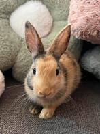 Voedster konijntje, Vrouwelijk, Dwerg