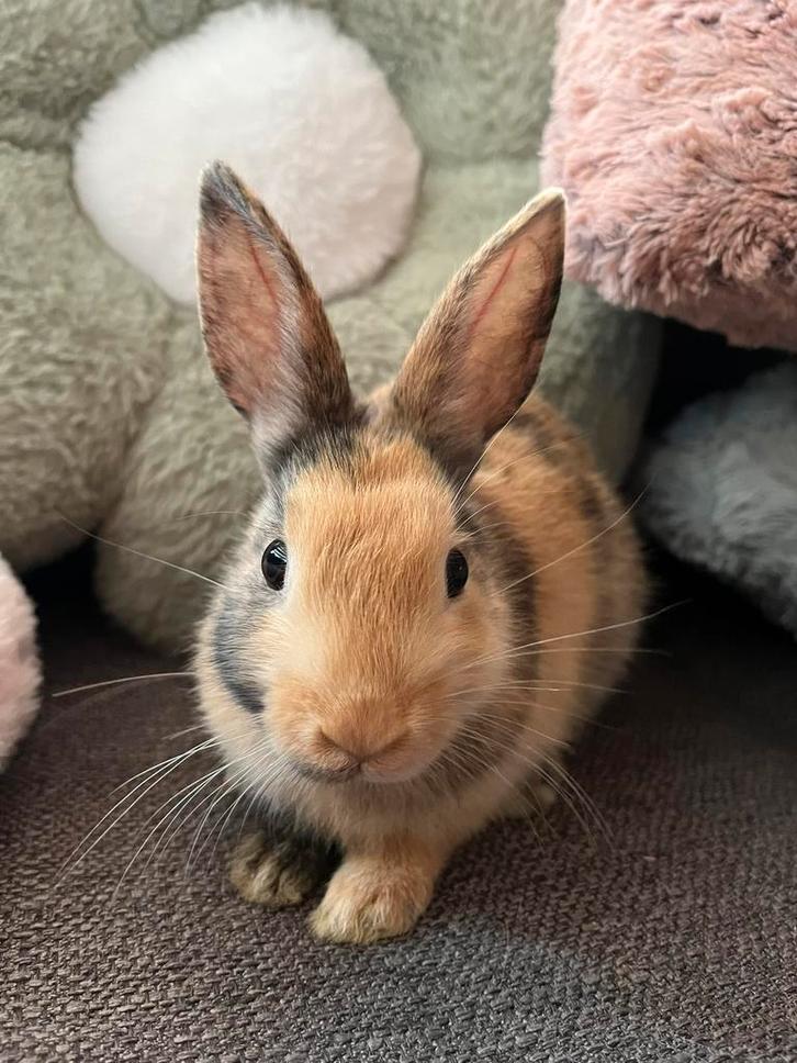 Voedster konijntje, Dieren en Toebehoren, Konijnen, Dwerg, Vrouwelijk