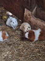 Diverse cavia s te koop, Dieren en Toebehoren, Knaagdieren, Februari, Meerdere dieren, Cavia