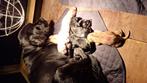 Gezonde Labrador pups. Getest liefdevol opgevoed 3 kleuren, Dieren en Toebehoren, Nederland, CDV (hondenziekte), 8 tot 15 weken