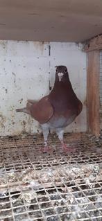Meulemans duif., Dieren en Toebehoren, Vogels | Duiven, Vrouwelijk, Kropper