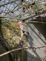 Rosé kaketoe man te koop, Dieren en Toebehoren, Mannelijk, Papegaai