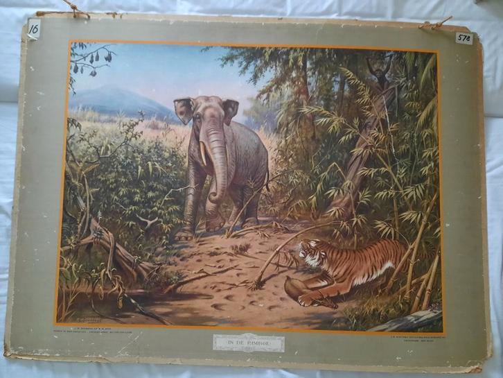 Schoolplaat 'in de rimboe' met olifant en tijger, Antiek en Kunst, Antiek | Schoolplaten, Natuur en Biologie, Ophalen