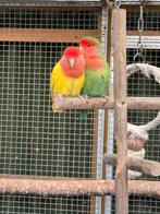 Mooie koppel rosecolli lutino/wildkleur agapornis broedrijp, Dieren en Toebehoren, Meerdere dieren, Dwergpapegaai of Agapornis