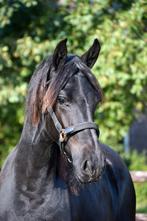 Te koop 1ste premie friese merrie van 1.5 jaar oud., Dieren en Toebehoren, Paarden, Merrie, 0 tot 2 jaar
