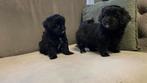 Boompoo pups, Boomer X Maltipoo/Toy poedel 4 teefje 2 reutje, Poedel, Rabiës (hondsdolheid), 8 tot 15 weken, Meerdere