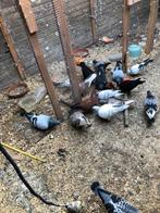 Te koop koppels postduiven, Meerdere dieren, Postduif