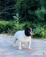 Franse Bulldog, Dieren en Toebehoren, Honden | Bulldogs, Pinschers en Molossers, Rabiës (hondsdolheid), Buitenland, Bulldog, Meerdere