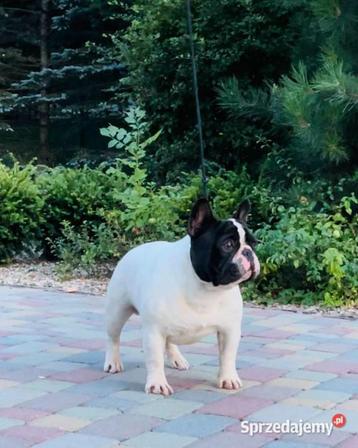 Franse Bulldog beschikbaar voor biedingen