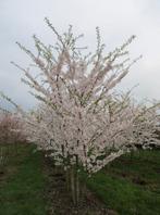 Meerstammige sierkersen bomen in soorten en maten, Tuin en Terras, Planten | Bomen, Ophalen of Verzenden, Volle zon, Overige soorten