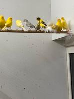 Kanaries, Dieren en Toebehoren, Vogels | Kanaries, Meerdere dieren, Kleurkanarie