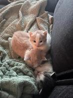 Kittens nestje, Dieren en Toebehoren