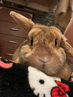 Goud mandje gezocht, Dieren en Toebehoren, Juni, Vrouwelijk, Overige typen, Tam