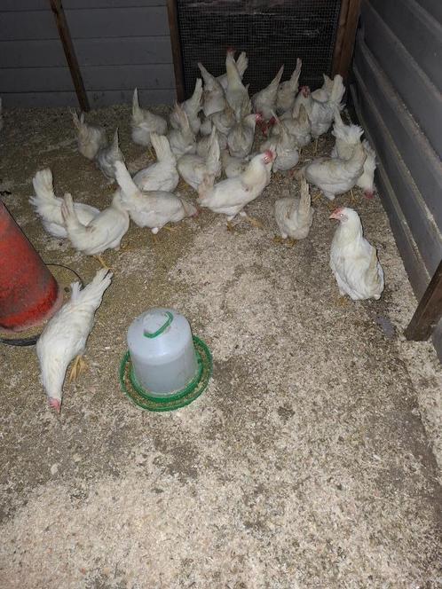 Witte leghorn hennen, Dieren en Toebehoren, Pluimvee, Kip, Vrouwelijk