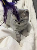 Britse Korthaar kittens (1 poesje nog beschikbaar), Dieren en Toebehoren, Katten en Kittens | Raskatten | Korthaar, Meerdere dieren
