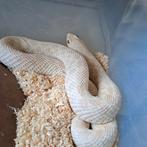 Heterodon nasicus snow., Dieren en Toebehoren, Reptielen en Amfibieën, Slang, 3 tot 6 jaar