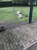 Te koop een hele mooi jong wit kangoeroetje walibi, Vrouwelijk