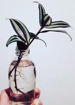 Tradescantia / vaderplant stekjes te koop, Huis en Inrichting, Ophalen of Verzenden, Halfschaduw, Minder dan 100 cm