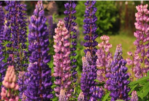 Lupines mix roze en paars €2 per potje, Tuin en Terras, Planten | Tuinplanten, Overige soorten, Volle zon, Zomer, Ophalen