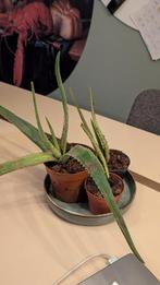 Agave stekjes te koop, Huis en Inrichting, Kamerplanten, Ophalen, Vetplant, In pot, Minder dan 100 cm