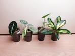 Set uit vier populaire kamerplanten, alocasia, hoya tricolor, Huis en Inrichting, Overige soorten, Minder dan 100 cm, Halfschaduw