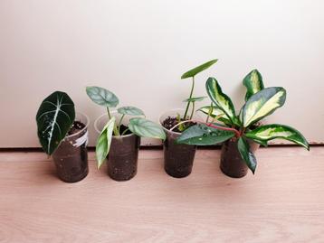 Set uit vier populaire kamerplanten, alocasia, hoya tricolor