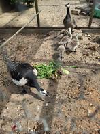 Brandgans, Meerdere dieren