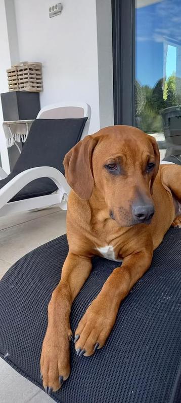 Rhodesian Ridgeback Reu 8 maanden met FCI Stamboom