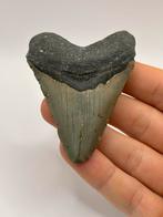 Haaientand Megalodon 8 centimeter, Verzamelen, Mineralen en Fossielen, Ophalen of Verzenden, Fossiel