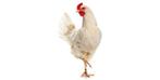 Witte legkippen, Dieren en Toebehoren, Pluimvee, Vrouwelijk, Kip
