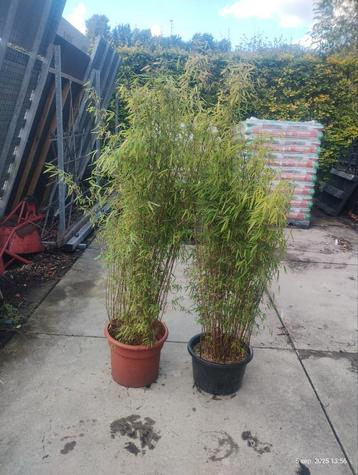 Fargesia jiuzhaigou Bamboe  beschikbaar voor biedingen