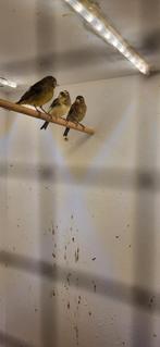 3 mooie jonge raza kanaries mannen van 2025, Dieren en Toebehoren, Meerdere dieren, Kleurkanarie