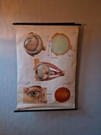 Schoolplaat medisch het oog Dresden, Ophalen of Verzenden, Natuur en Biologie