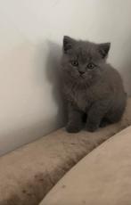 Britse Korthaar, Dieren en Toebehoren, Meerdere dieren, Ontwormd, 0 tot 2 jaar