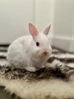 Nog twee prachtige rammetjes opzoek naar een nieuw huisje, Dieren en Toebehoren, Konijnen, Meerdere dieren, Dwerg, 0 tot 2 jaar
