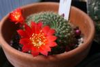 Rebutia  cactus vetplant succulent rode bloemen, Cactus, Minder dan 100 cm, Ophalen of Verzenden, Halfschaduw