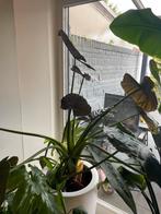 Alocasia & Philodendron Xanadu - 3 jaar oud!, Huis en Inrichting, Ophalen, Overige soorten, Halfschaduw, Minder dan 100 cm