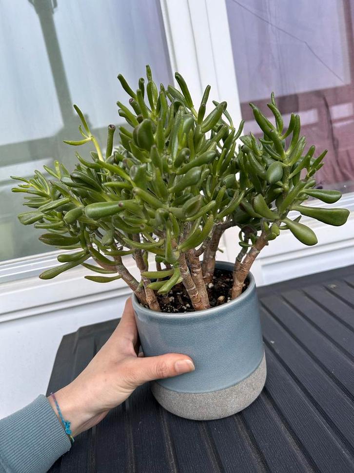 Ogre Ear Vetplant - Crassula Ovata 'Gollum' Zeist, Tuin en Terras, Planten | Tuinplanten, Vaste plant, Overige soorten, Volle zon