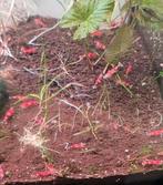 Crystal Red garnalen, Kreeft, Krab of Garnaal, Zoetwatervis