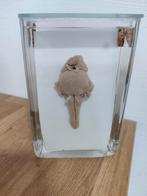 Menselijke hersenstam op sterk water, taxidermie, Antiek en Kunst, Ophalen of Verzenden