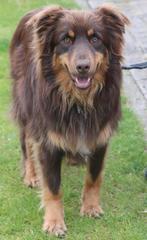 Australian shepherd dekreu, Dieren en Toebehoren, Honden | Herdershonden en Veedrijvers, Rabiës (hondsdolheid), Reu, Eén hond