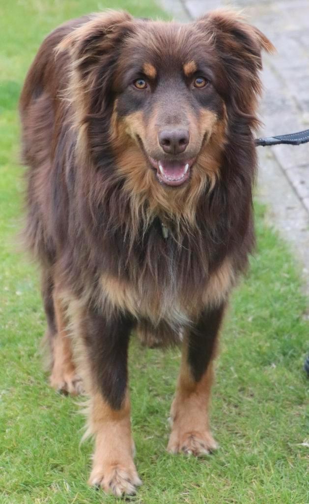 Australian shepherd dekreu, Dieren en Toebehoren, Honden | Herdershonden en Veedrijvers, Reu, Herder, Particulier, Eén hond, Nederland
