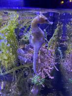 3 Hippocampus Erectus. Zeepaarden., Dieren en Toebehoren, Vissen | Aquaria en Toebehoren, Ophalen, Gevuld zeewateraquarium