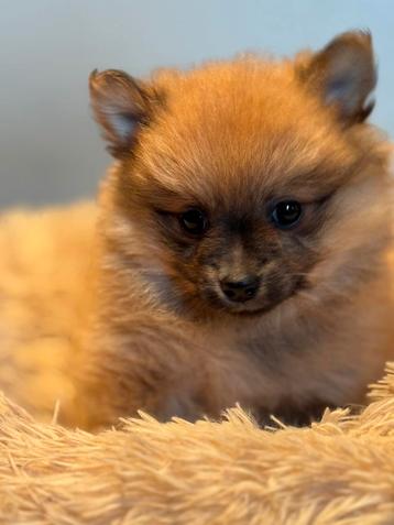 Beeldschone Pomeriaan ( Keeshondje ) pups in div kleuren. beschikbaar voor biedingen