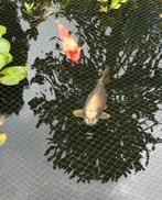 Koi’s (40-60 cm) 20-25 kleine divers filter 3 kamer, Ophalen, Overige typen