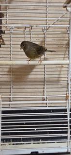 Kanarie Mannetje + Kooi en Toebehoren, Dieren en Toebehoren, Vogels | Kanaries, Mannelijk, Zangkanarie