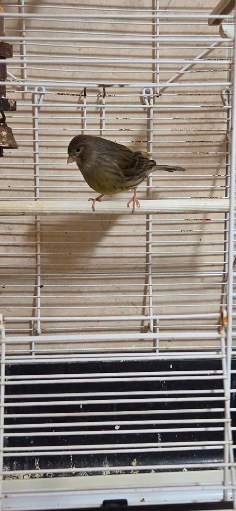 Kanarie Mannetje + Kooi en Toebehoren, Dieren en Toebehoren, Vogels | Kanaries, Zangkanarie, Mannelijk