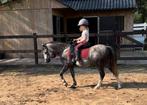 Brave Welsh A ruin (1.18) en Merrie (1.23), Dieren en Toebehoren, Pony's, M, 3 tot 6 jaar, B pony (1.17m tot 1.27m), Meerdere dieren