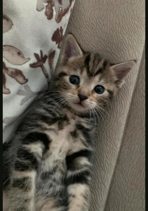 Kitten 7 weken, Dieren en Toebehoren, Katten en Kittens | Raskatten | Korthaar, Kater, Ontwormd